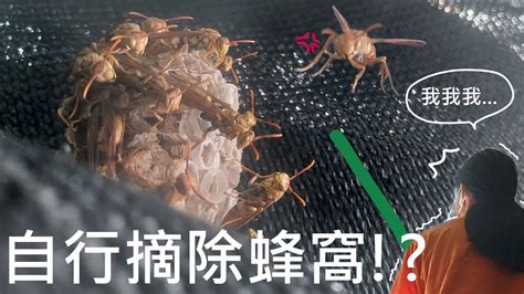 家裡外面有蜂窩|蜂窩危機！自保全攻略